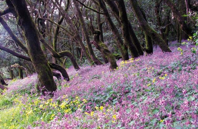  garajonay en fleurs 